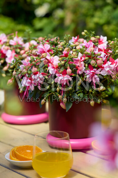 Bella Fuchsia® Bianca Bella Fuchsia® Bianca