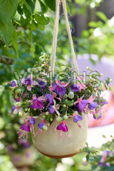 Bella Fuchsia® Diana Bella Fuchsia® Diana