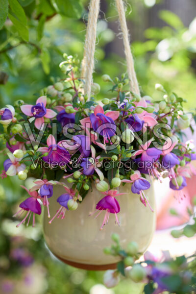 Bella Fuchsia® Diana Bella Fuchsia® Diana