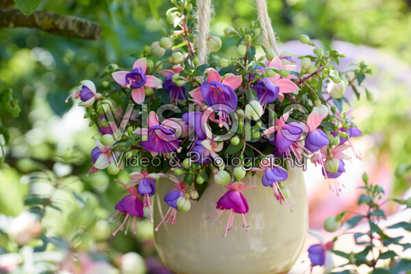 Bella Fuchsia® Diana Bella Fuchsia® Diana