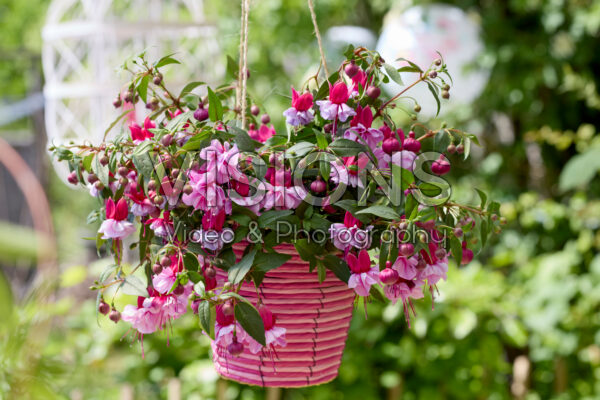 Bella Fuchsia® Julia Bella Fuchsia® Julia