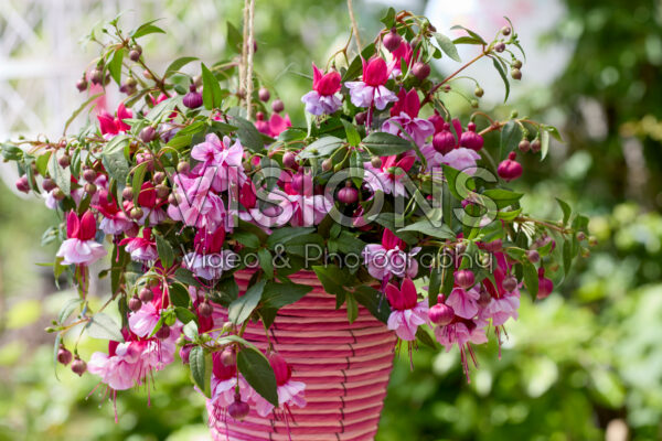 Bella Fuchsia® Julia Bella Fuchsia® Julia