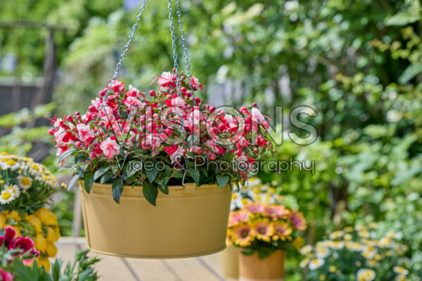 Hendriks young plants collection