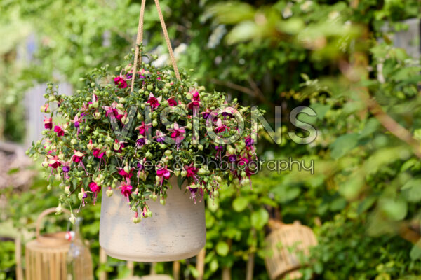 Bella Fuchsia® Georgia Bella Fuchsia® Georgia