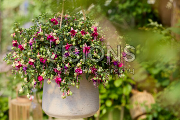 Bella Fuchsia® Georgia Bella Fuchsia® Georgia