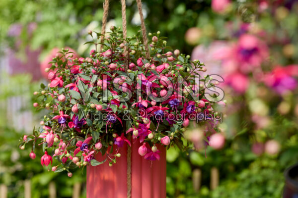 Bella Fuchsia® Sonja Bella Fuchsia® Sonja