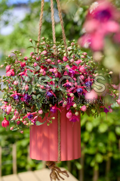 Bella Fuchsia® Sonja