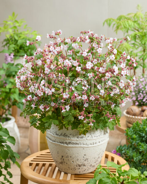 Geranium Geranimo White Geranium Geranimo White