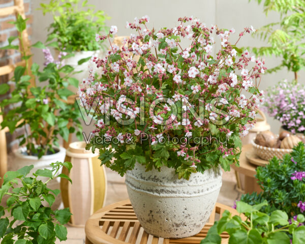 Geranium Geranimo White Geranium Geranimo White