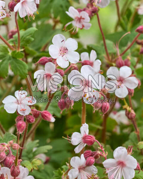 Geranium Geranimo White Geranium Geranimo White