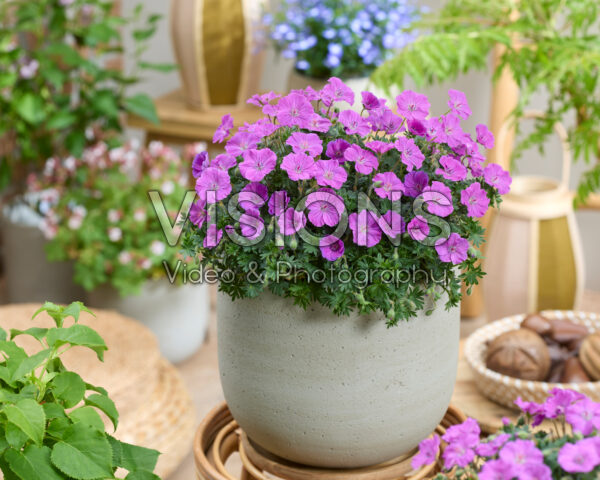 Geranium Frivolius™ Purple® Geranium Frivolius™ Purple®