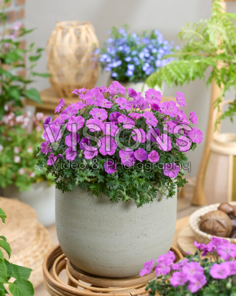 Geranium Frivolius⢠Purple® Geranium Frivolius⢠Purple®
