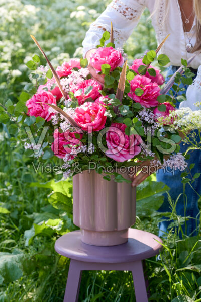 Paeonia Lady Ann Paeonia Lady Ann