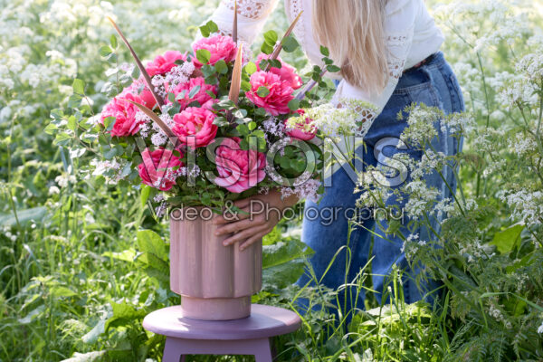 Paeonia Lady Ann Paeonia Lady Ann