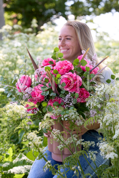 Paeonia Lady Ann Paeonia Lady Ann