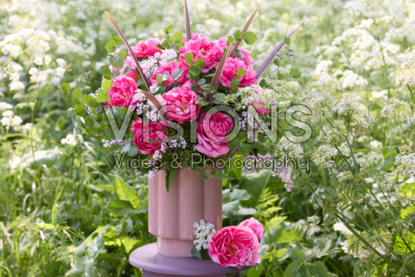 Paeonia Lady Ann Paeonia Lady Ann