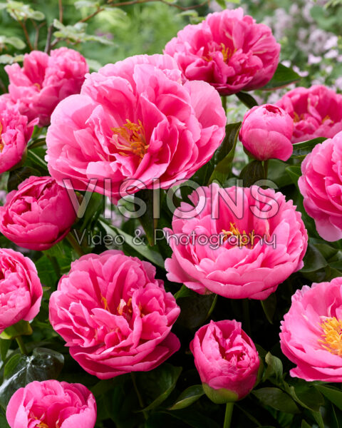 Paeonia Lady Ann