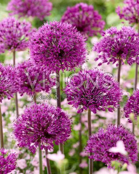 Allium Purple Sensation