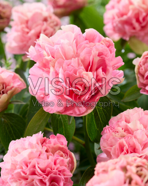 Paeonia Lois' Choice Paeonia Lois' Choice