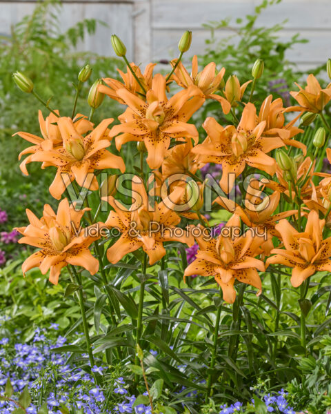 Lilium Copper Candy Lilium Copper Candy