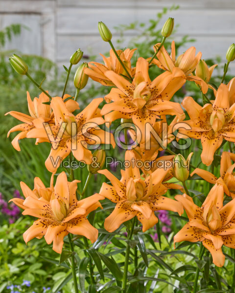 Lilium Copper Candy Lilium Copper Candy