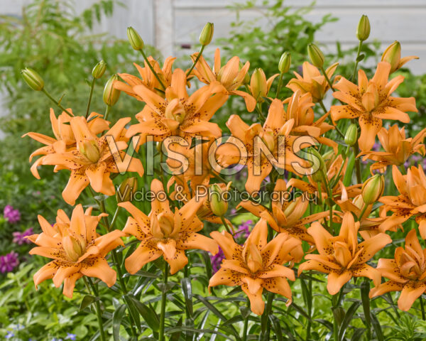 Lilium Copper Candy Lilium Copper Candy