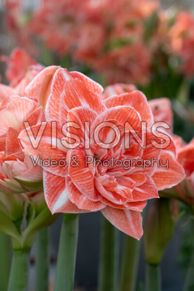 Hippeastrum Sunshine Nymph® Hippeastrum Sunshine Nymph®