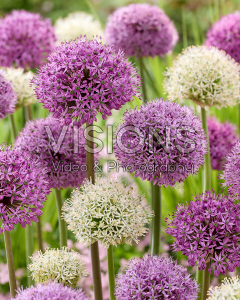 Allium mixed Allium mixed
