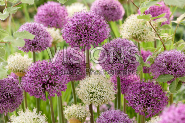 Allium gemengd Allium gemengd