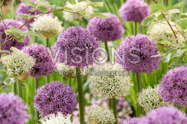 Allium Gladiator, Mont Blanc Allium Gladiator, Mont Blanc