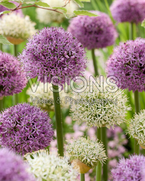 Allium Gladiator, Allium Mont Blanc Allium Gladiator, Allium Mont Blanc