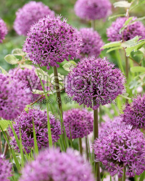 Allium Stratos Allium Stratos