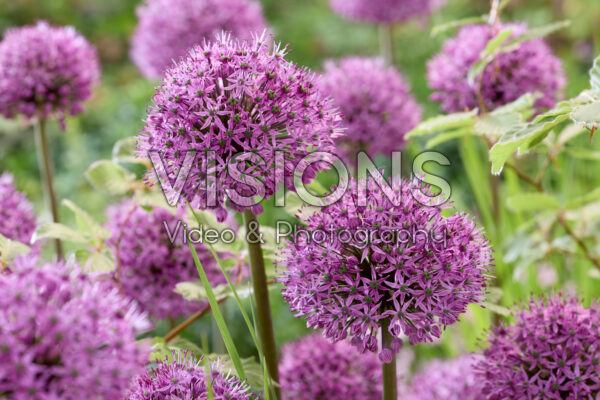 Allium Stratos Allium Stratos