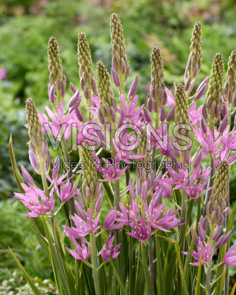 Camassia Sugar Candle Camassia Sugar Candle