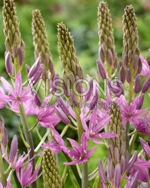 Camassia Sugar Candle