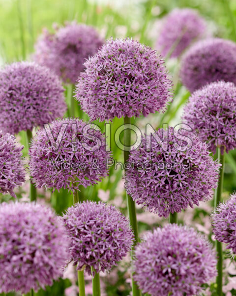 Allium Gladiator Allium Gladiator