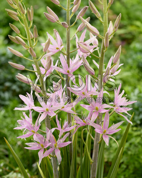 Camassia Sweet Candle Camassia Sweet Candle