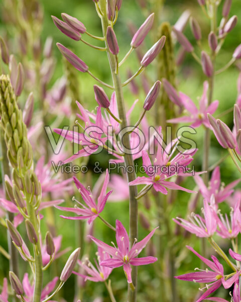 Camassia Candy Candle Camassia Candy Candle
