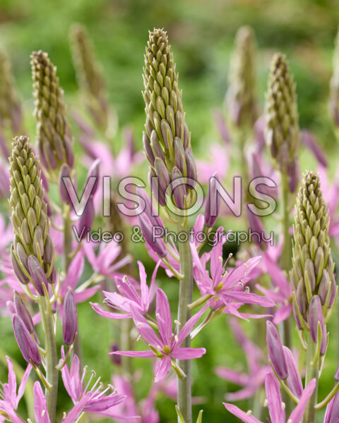 Camassia Sugar Candle Camassia Sugar Candle