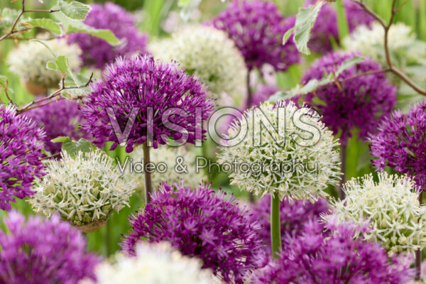 Allium Mont Blanc, Purple Sensation Allium Mont Blanc, Purple Sensation