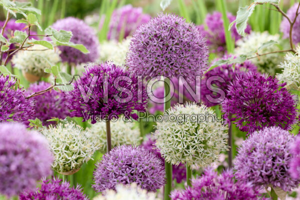 Allium mix Allium mix