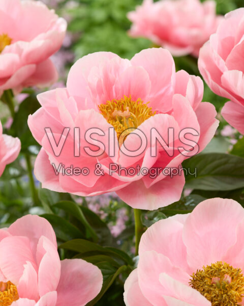 Paeonia Salmon Chiffon