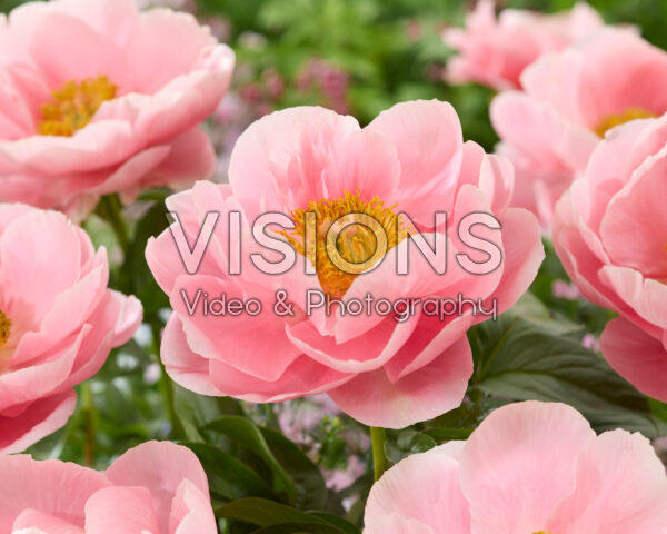 Paeonia Salmon Chiffon