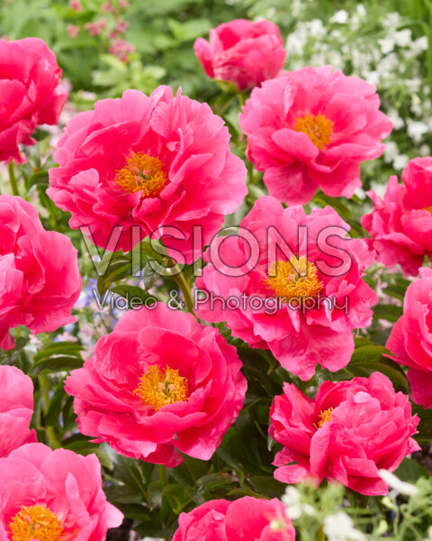 Paeonia Eventide Paeonia Eventide