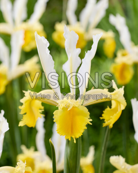 Iris Lemon Shark Iris Lemon Shark
