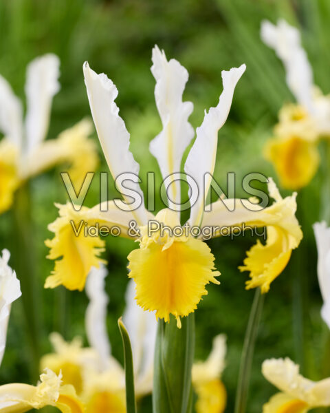 Iris Lemon Shark Iris Lemon Shark