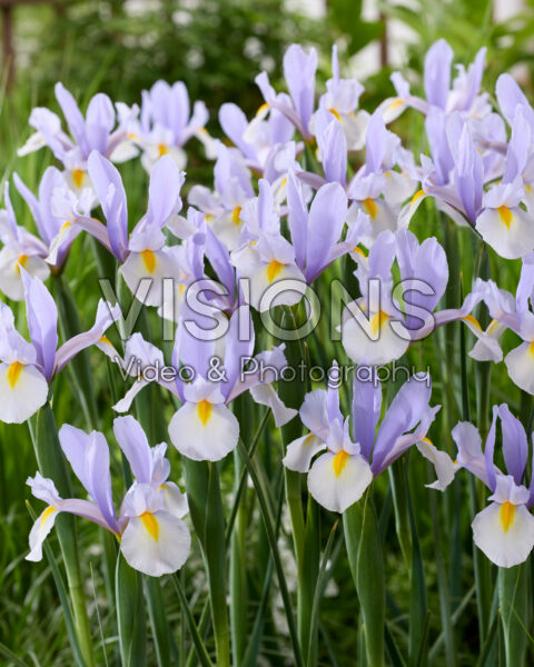 Iris Silver Sky Iris Silver Sky