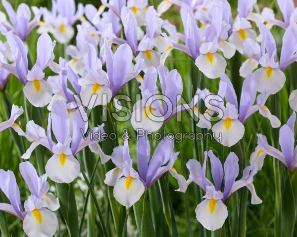 Iris Silver Sky Iris Silver Sky