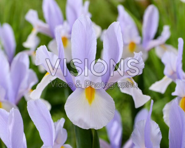 Iris Silver Sky