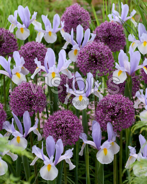 Allium Stratos, Iris Silver Sky Allium Stratos, Iris Silver Sky